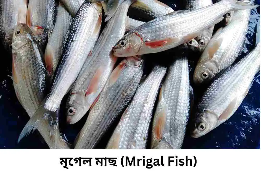 মৃগেল মাছ (Mrigal Fish)