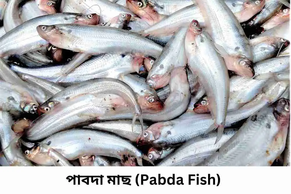 পাবদা মাছ (Pabda Fish)