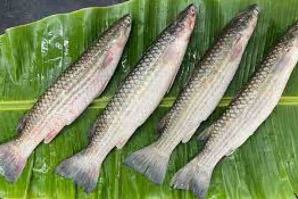 Bangana Fish